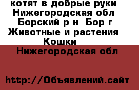 котят в добрые руки - Нижегородская обл., Борский р-н, Бор г. Животные и растения » Кошки   . Нижегородская обл.